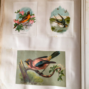 Scrapbook Album, Victorian Era, 69 Pages of Lithograph Trade Cards, Calling Cards, Advertising Cards, Sewing, Quack Medicine, Trains, New England